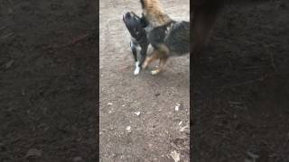 German Shepherd vs pitbull who will win [upl. by Odlanar]