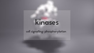 Cell signalling kinases amp phosphorylation [upl. by Analad]