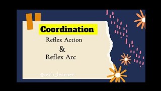 Reflex Action amp Reflex Arc Coordination amp Control Nervous Coordination [upl. by Allemahs]