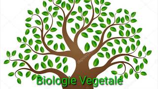 Biologie VégètaleTallophytesCormophytes P1 [upl. by Ardnuasac]