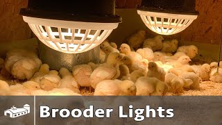 Brooder Lights amp Heat Lamps For Raising Chickens [upl. by Giule]