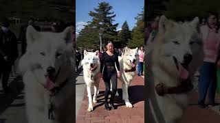 My Direwolves love the Seawall 🐺🥰🐺 direwolves wolf wolves pets pet dogs dog fyp foryou [upl. by Ybeloc]