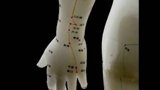 Meridian Points in Acupuncture [upl. by Elleiram228]