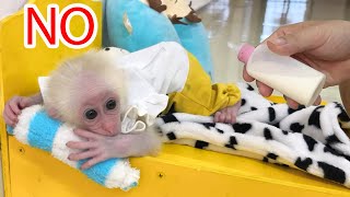 Baby monkey is tired and refuses to drink milk father is very worried [upl. by Erny]