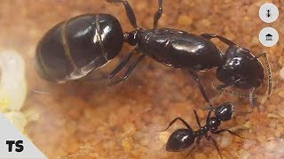 A practical guide to identifying ants [upl. by Suirtemid782]