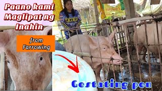 Madaling paraan ng Paglilipat ng Inahing Baboy from Farrowing to Gestating Pen klaritafarmFarming [upl. by Yenwat]