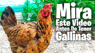 Debes Ver Este Video Antes de Tener Gallinas [upl. by Ise]