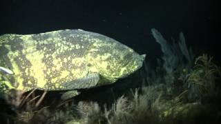 Grouper eats Barracuda Key Largo 121512 [upl. by Edwyna]