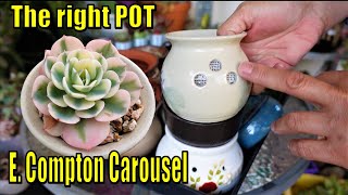 PART 2 How to Pot Up CUTTINGS of Rare amp Variegated Succulents  Compton Carousel  GSwLK [upl. by Eleirbag]