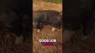 Feeding Pigs Tips for Happy and Healthy Swine [upl. by Enyallij]