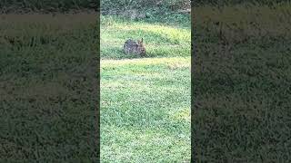 🐰 Because nibbles are good 😌 🌱 nibbler hare nighttimesnack [upl. by Riker]