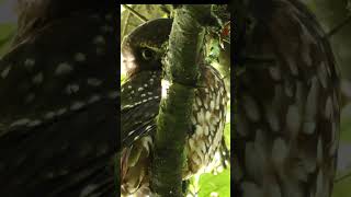 New Zealand Owl the Morepork birds nature birdsounds [upl. by Margalit]