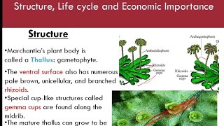 Marchantia Structure Life cycle and Economic importancetscmavisecond papervideo [upl. by Winstonn]