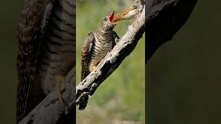 brood parasitismA common cuckoo chick is feeding by reed warbler adult [upl. by Ennovad131]