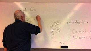 Glucose homeostasis lesson 1 Glucose control and insulin [upl. by Heim]