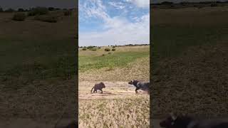 Bison protects its cub and intercepts a lion This action is amazing Animals compete in combat [upl. by Del]