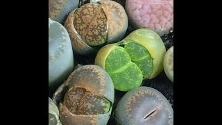 My Lithop Collection March 15 2016 [upl. by Aible119]