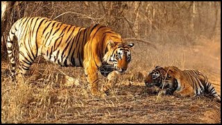 Tigers In Africa Two Tigers Sent To Africa And Kill A Truckload Of Antelopes Every Day [upl. by Zumstein80]