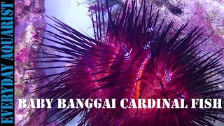 Banggai Cardinal Fish Fry Hosting Urchin [upl. by Eeclehc]