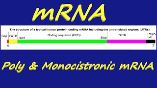 mRNA  Messenger RNA  RNA  Polycistronic amp Monocistronic mRNA [upl. by Lienahs]