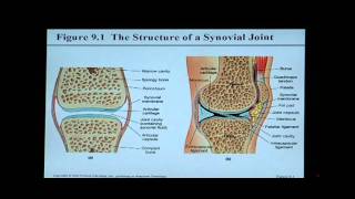 Anatomy and Physiology Help Chapter 9 Articulations [upl. by Alegnaoj349]