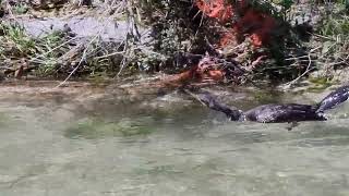 CORMORANO ADULTO nel momento della caccia alle trote e ne CATTURA una sul TORRENTE LENO TRENTINO [upl. by Dlabihcra416]