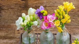 How to Grow Freesia [upl. by Wiltshire406]