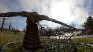 Falconry Trapping an American Kestrel [upl. by Wandy395]