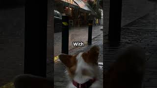 GPS Wireless Dog Fence [upl. by Barboza]