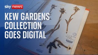 Historic Kew Gardens collection goes digital [upl. by Sharma]