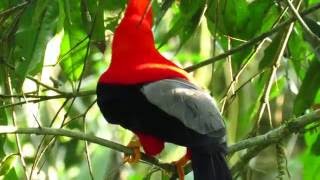 Andean cockoftherock  Rupicola peruvianus Jardin Antioquia [upl. by Anilok]