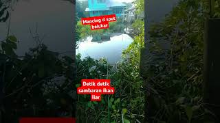 spot semak belukarsarangikannilashortviral [upl. by Notle]