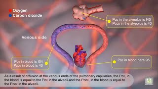 Gas Exchange and Partial Pressures  Animation [upl. by Suryt]