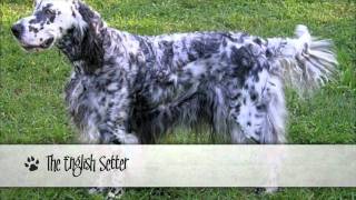 The Original 9 AKC Dog Breeds [upl. by Joleen]