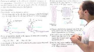 Glycosylation and Glycoproteins [upl. by Ximena846]