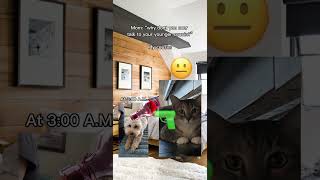 “Why don’t you talk to your cousin” funny memes cat dog ytshorts [upl. by Yila]