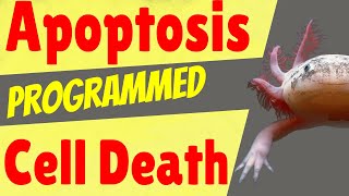 Apoptosis Programmed Cell Death  What Happens When Your Dna Is Damaged [upl. by Oiliduab768]