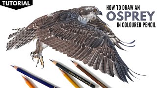 TUTORIAL  How to draw an Osprey Bird of Prey in Colored Pencil  Realistic Bird Drawing [upl. by Ananna]