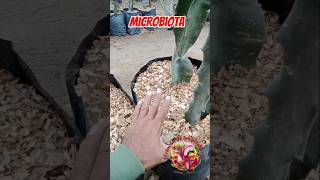 💥💥QUÉ ES EL MULCH❓pitayas jardin pitahaya pitahayafruit tropicalfruit tips plants mulch [upl. by Ziul253]