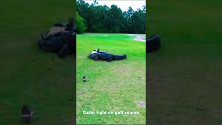 Two Gators Battle It Out  Animal Fight [upl. by Carbo]