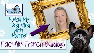 Factfile on French Bulldogs 🐶 BREEDVLOG03 [upl. by Hitchcock]