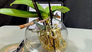 Transitioning An Orchid To Water Culture [upl. by Ennairac]