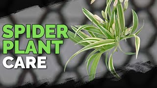 Spider Plant Care How To Grow Chlorophytum Comosum [upl. by Yerac]