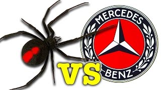 Scary Redback Spider Vs Mercedes Benz You Wont Believe What I Caught [upl. by Macguiness]