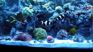 65 Gallon Reef Tank Saltwater Aquarium [upl. by Spanjian]