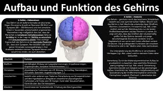 Aufbau  Funktion des Gehirns Großhirn Zwischenhirn Kleinhirn Hirnstamm  Biologie Oberstufe [upl. by Ahcorb]