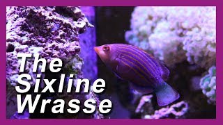 SIX LINE WRASSE Reef Tank Pest Control [upl. by Alyse]