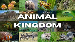 Class 11 Biology  Animal Kingdom NCERT  cbseboard neet ncert [upl. by Strohbehn]