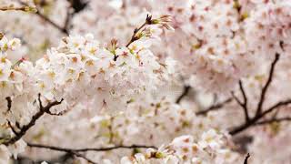 Cherry Tree 5 Fun Facts tree nature [upl. by Mcbride787]