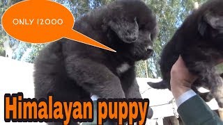 Himalayan dogs sell in muktasr fair 2019 [upl. by Dirraj538]